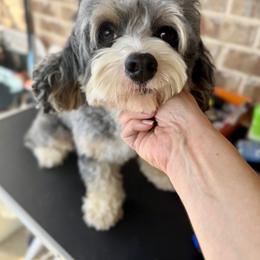 Milo - Cockapoo