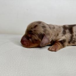 Dapple Female 2 - Chocolate and tan female Dachshund puppy in Oswego, Illinois from That Beautiful Dachshund/Frenchies