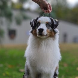 Australian Shepherds from Telltale Australian Shepherds