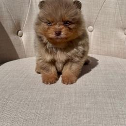 Aspen - Chocolate merle male Pomeranian puppy in Canandaigua, New York from Fingerlakes Pomeranians