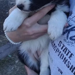 Border Collies from Glog Collies