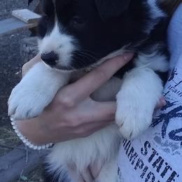 Border Collies from Glog Collies