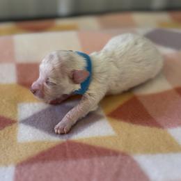 Girl 4 - female Miniature Schnauzer puppy in Oneonta, Alabama from Murphree Valley Kennels