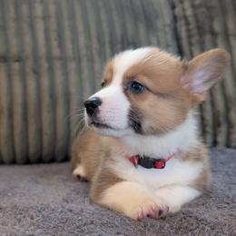Boy 1 Mr Red (Duque) - White and red male Pembroke Welsh Corgi puppy in Milton, Florida from Milton Corgis ~ Azealia Acres