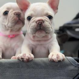 Waffle - Cream male French Bulldog puppy in San Diego, California from California Dream Frenchies
