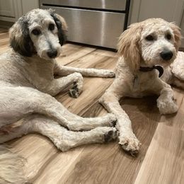 Goldendoodles from Pickled Figs