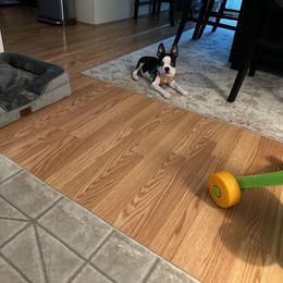 Boston Terrier Puppies from I Love Pups