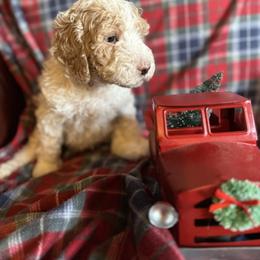 Bernedoodle and Double Doodle Puppies from ETX Dandy Doodle