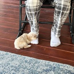 Yorkipoo Puppies from Bayless Yorkiepoos