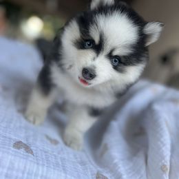 Pomsky Puppies from Pomskies By L&M