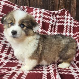 Fiyero - Red male Pembroke Welsh Corgi puppy in Castle Rock, Washington from Heckman Corgis