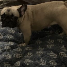 Wazu - French Bulldog