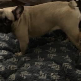 Wazu - French Bulldog