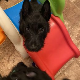 Scottish Terrier Puppies from Gina Smith