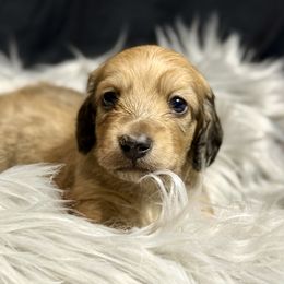 Boy 1 - Cream male Dachshund puppy in Bartlesville, Oklahoma from OkieDokieDox