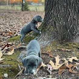 Mountain Cur Puppies from Lost Forty Kennels