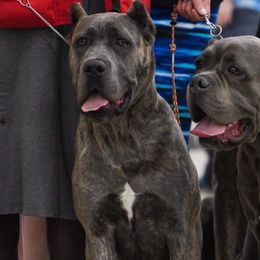 Missie - Cane Corso