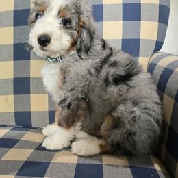 Joel - Blue merle male Bernedoodle puppy in Galt, Missouri from Only Doodles!