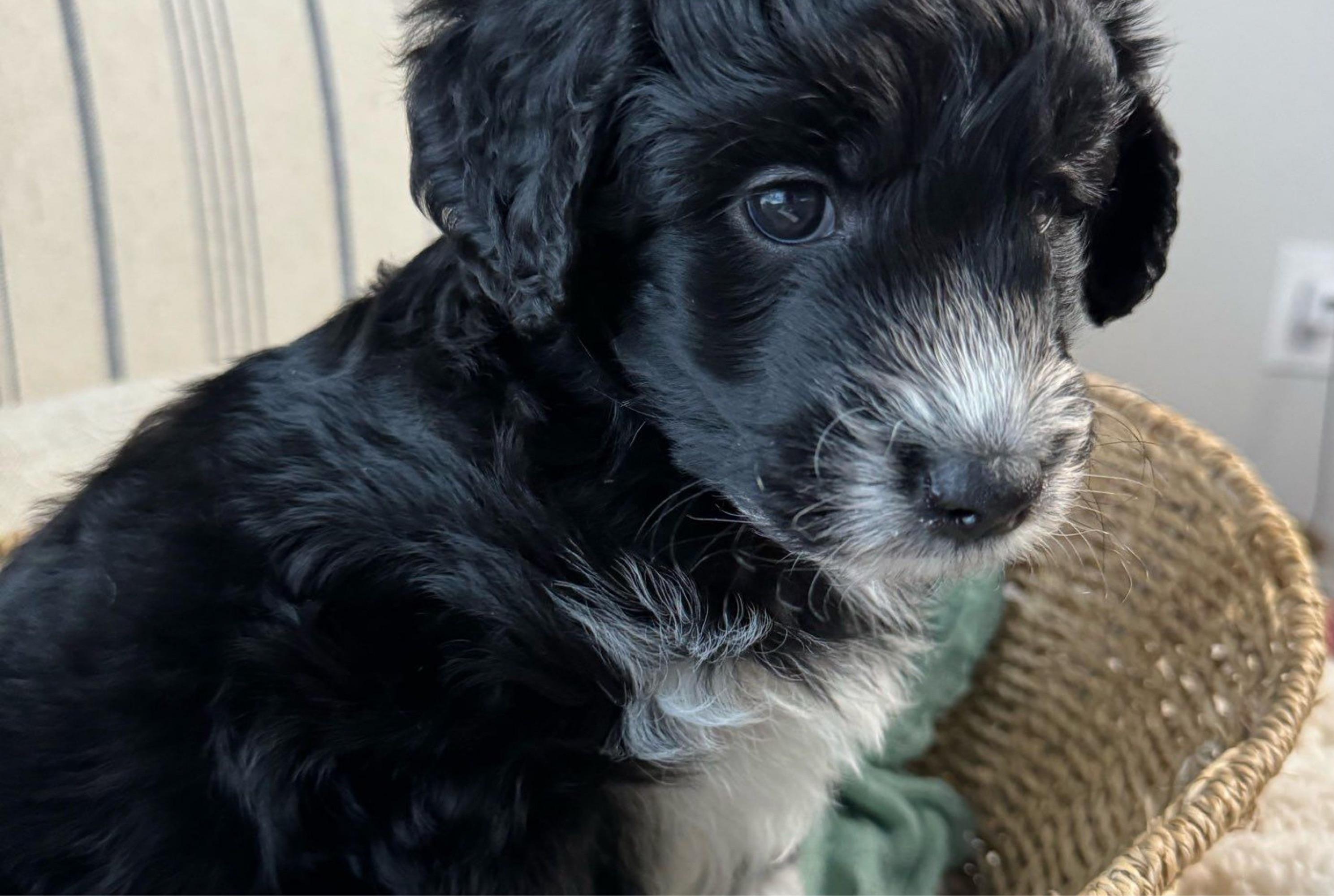 “Cupcake” (black and white tuxedo) - Black and white Aussiedoodle puppy in Ayden, North Carolina from Sugar Creek Oodles