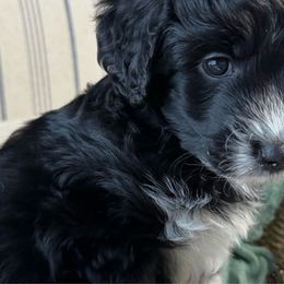 “Cupcake” (black and white tuxedo) - Black and white Aussiedoodle puppy in Ayden, North Carolina from Sugar Creek Oodles