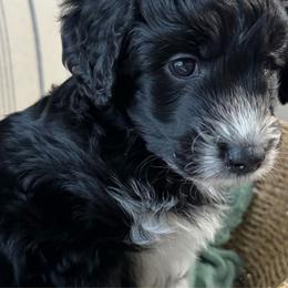 “Cupcake” (black and white tuxedo) - Black and white Aussiedoodle puppy in Ayden, North Carolina from Sugar Creek Oodles