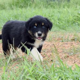 Australian Shepherd Puppies from Canyon South Aussies