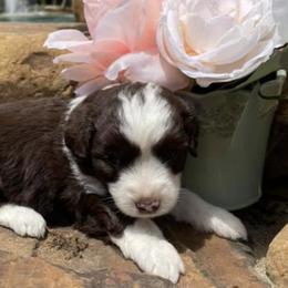 Aussiedoodles from Cadillac Mini Aussiedoodles, LLC