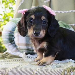 Hazel - Black and cream female Dachshund puppy in Wakarusa, Indiana from PuppyLove Dachshunds