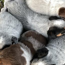 Australian Cattle Dogs from Cascade Cattle Dogs