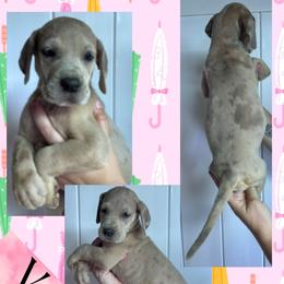 Vodka - Merle female Great Dane puppy in Wellsville, New York from Prophecy Danes