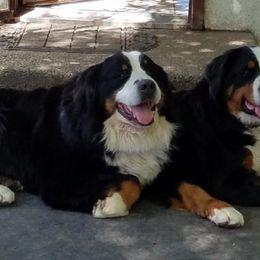 Bernese Mountain Dog Puppies from MSM Bernese Mountain Dogs