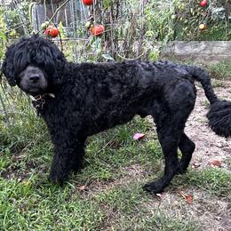 Lando - Black male Portuguese Water Dog puppy in Blackstone, Massachusetts from Topsail PWDs