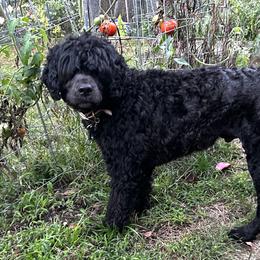 Lando - Black male Portuguese Water Dog puppy in Blackstone, Massachusetts from Topsail PWDs
