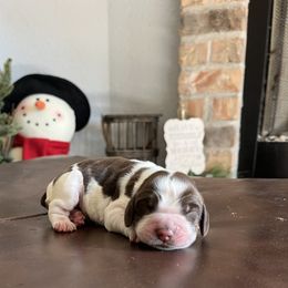 Girl 2 - Tri-Roan female English Springer Spaniel puppy in Wilmer, Alabama from Southbend Springers