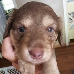 Chocolate and Cream Female - Chocolate and cream female Dachshund puppy in Trade, Tennessee from TN Miniature Dachshunds & Basset Hounds