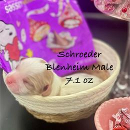 Schroeder - Blenheim male Cavalier King Charles Spaniel puppy in Bainbridge, New York from M & M Cavaliers