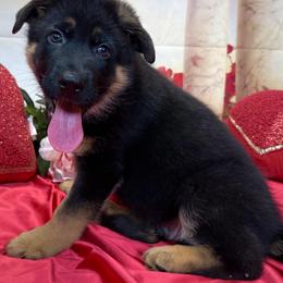 DWIG - Black and red male German Shepherd puppy in Yorkville, Illinois from Vom Archbold Haus World Class German Shepherds