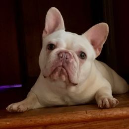 Alora - French Bulldog