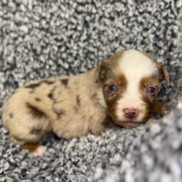 Honeybun - Red merle female Miniature Australian Shepherd puppy in Michie, Tennessee from Acton Aussies
