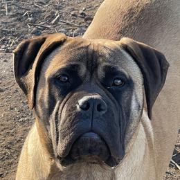 Asia - Bullmastiff