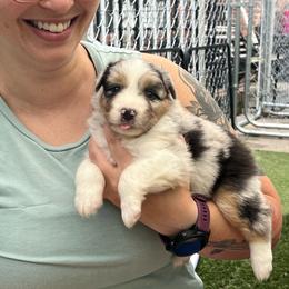 Rigel - Blue merle male Australian Shepherd puppy in Summerville, South Carolina from Mtn Hollow