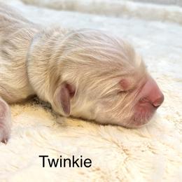 Twinkie - Golden male Golden Retriever puppy in New Ringgold, Pennsylvania from Hawk Mountain Doodles