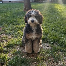 Macy - Bernedoodle