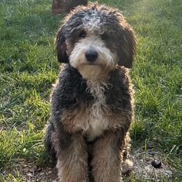 Macy - Bernedoodle