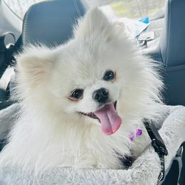 Guapo - Pomeranian