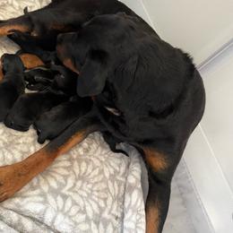 Pink - Black and rust female Rottweiler puppy in Eagle Mountain, Utah from Woolley Darlings