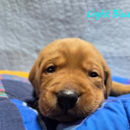 Boy 2 - Yellow male Labrador Retriever puppy in Potosi, Wisconsin from Point and Flush Gun Dogs