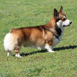 Leo - Pembroke Welsh Corgi
