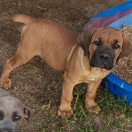 Roman - Fawn male Cane Corso puppy in San Isidro, Texas from MTZCC Ranch, LLC