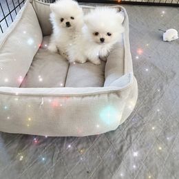 Pomeranian Puppies from Glitzypoms